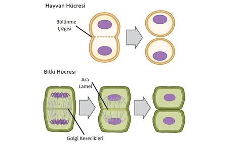 mitozda kaç hücre oluşur